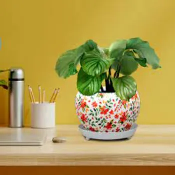 Decorative Plants